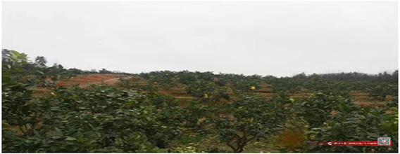 �����ϸ硤(�й�)���ֲ��ٷ���վ